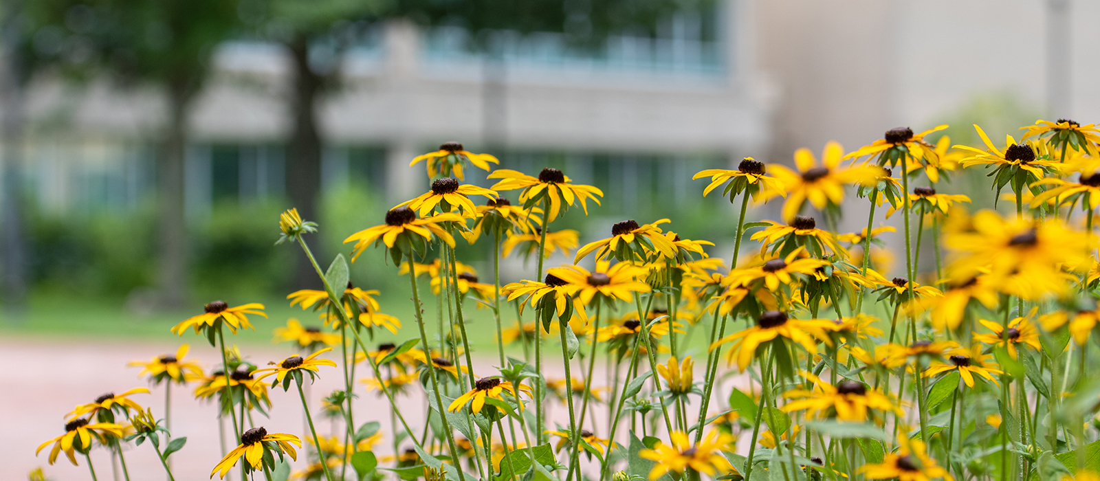 Yellow black-eyed Susan flowers bloom in a garden bed in front of a campus building.